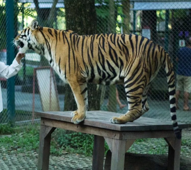 Nature of Beauty Tiger Kingdom